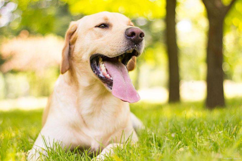 价格便宜又好的狗粮