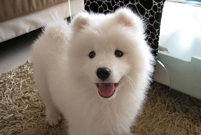 价格便宜又好的狗粮