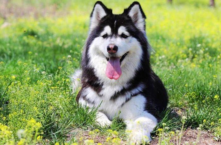 价格便宜又好的狗粮