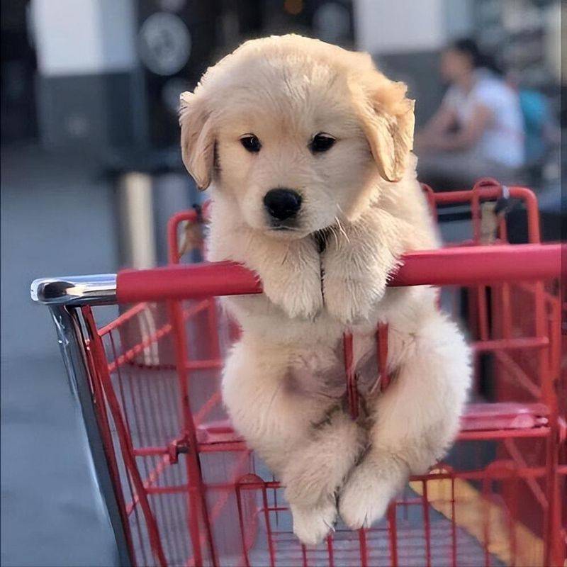 价格便宜又好的狗粮