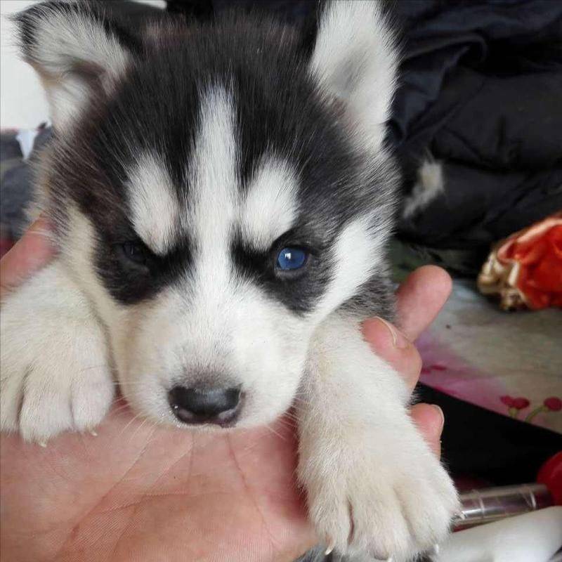 价格便宜又好的狗粮