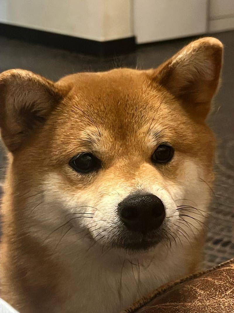 价格便宜又好的狗粮