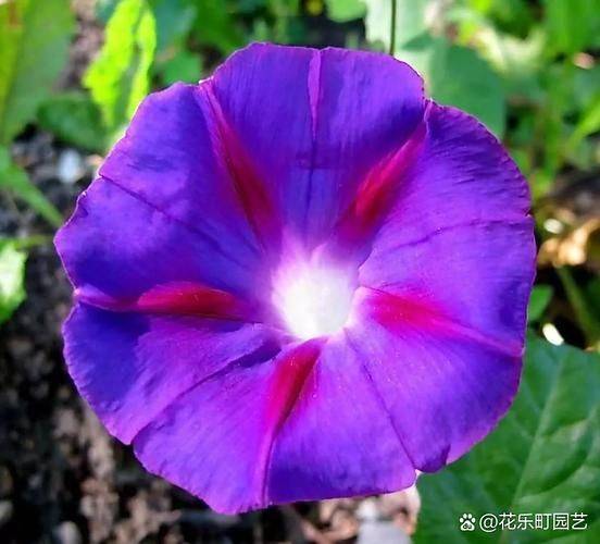 牵牛花的种植方法.doc