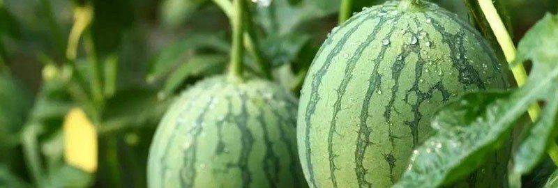 西瓜的高产种植技术