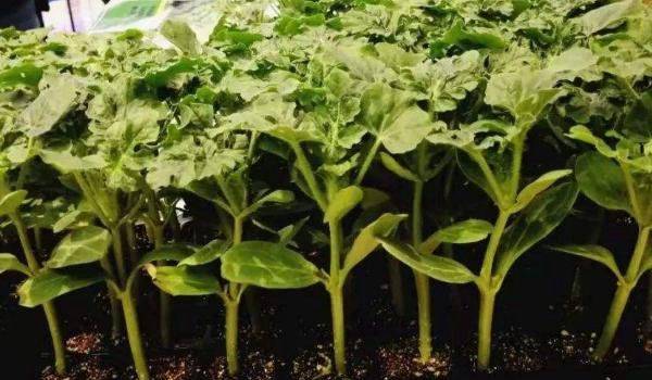 西瓜的高产种植技术