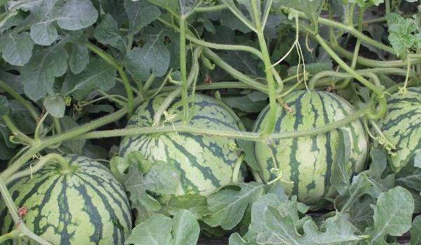 西瓜的高产种植技术