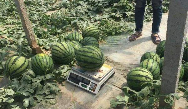 西瓜的高产种植技术