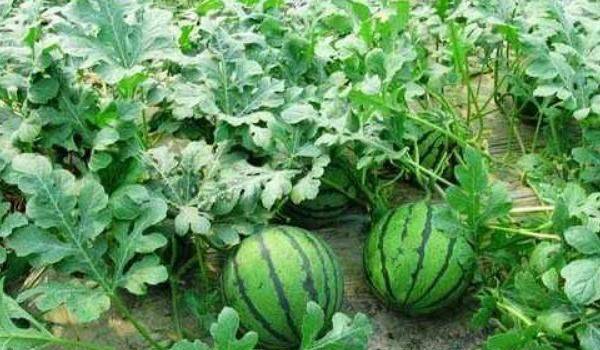 西瓜的高产种植技术