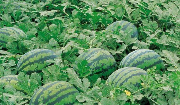 西瓜的高产种植技术