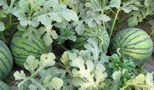 西瓜的高产种植技术