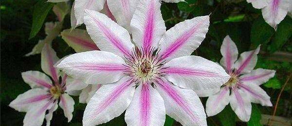 铁线莲种植方法