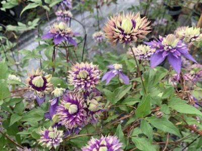 铁线莲种植方法