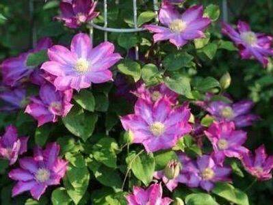 铁线莲种植方法