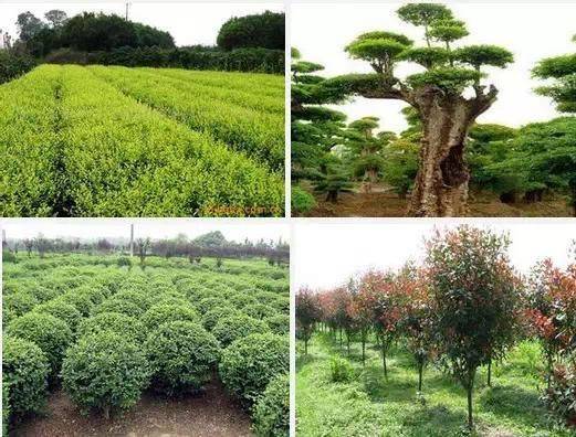 香樟树种植技术