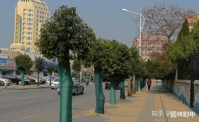香樟树种植技术