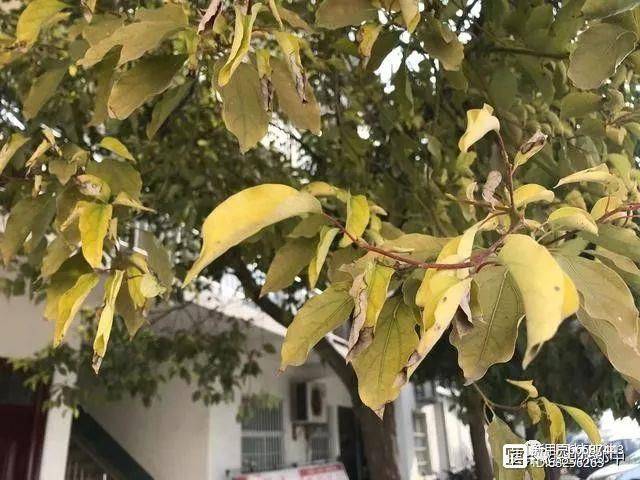 香樟树种植技术