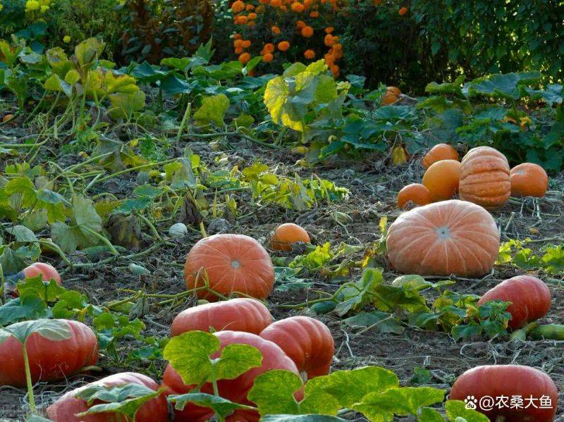 Smart farming techniques