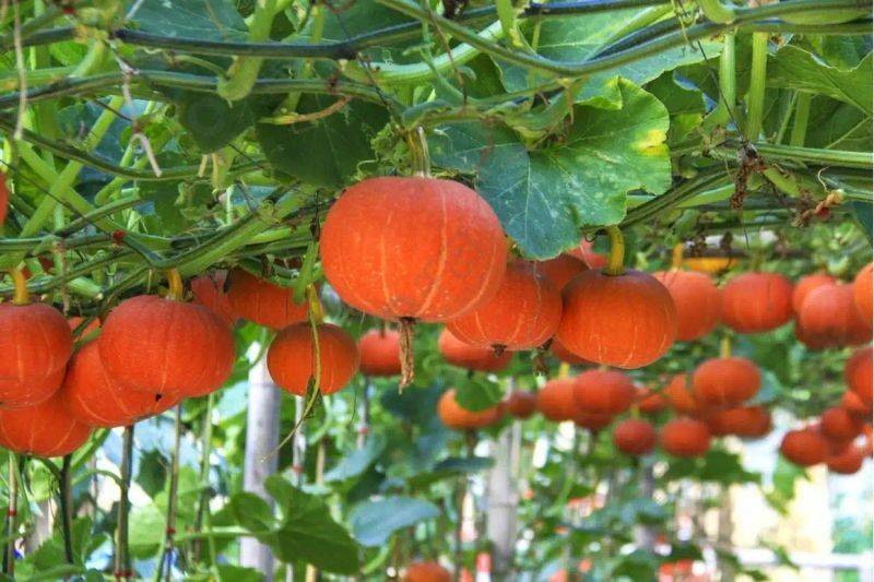 Smart farming techniques