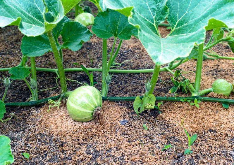 Smart farming techniques