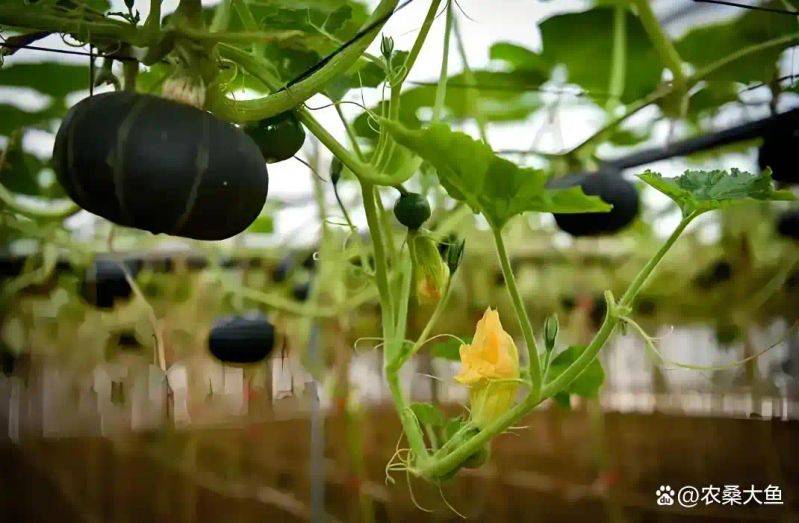 Smart farming techniques