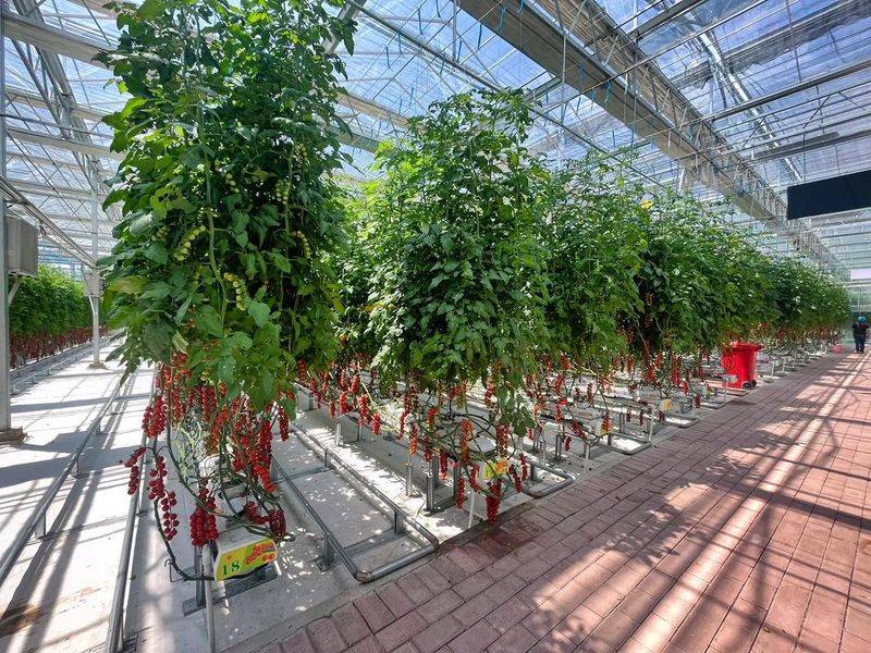 Videos of tomato growing techniques