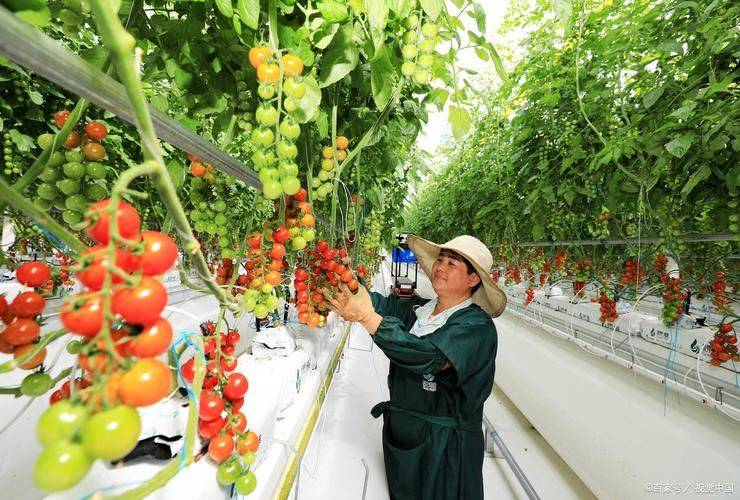 Videos of tomato growing techniques
