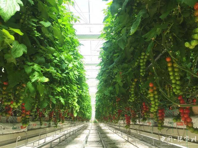 Videos of tomato growing techniques