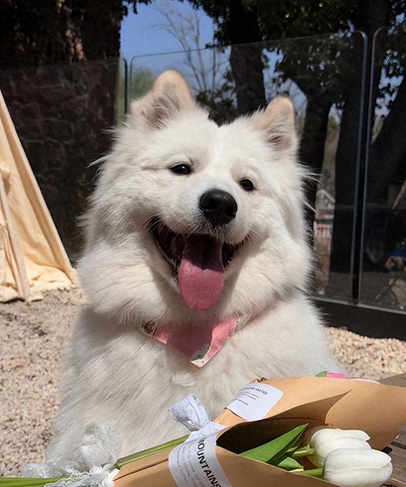 价格便宜又好的狗粮