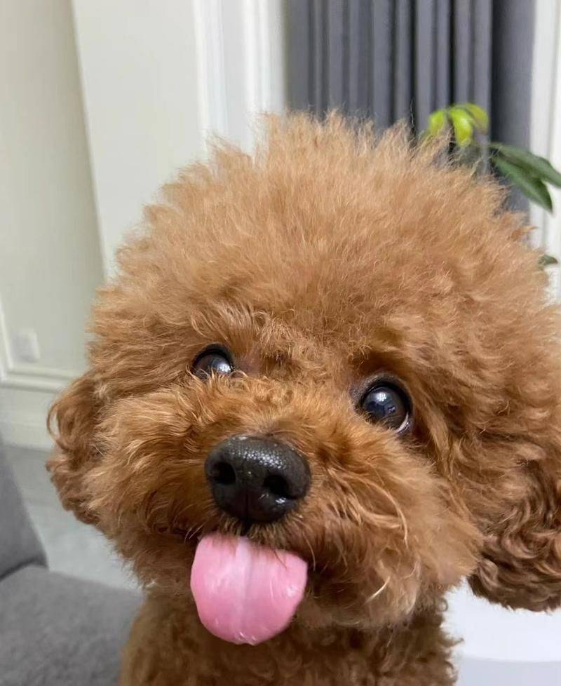 价格便宜又好的狗粮