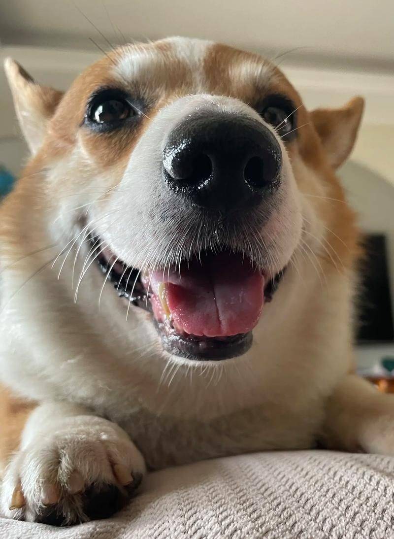 价格便宜又好的狗粮