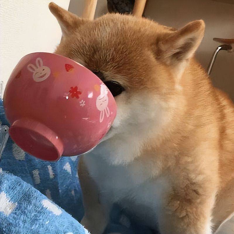 价格便宜又好的狗粮