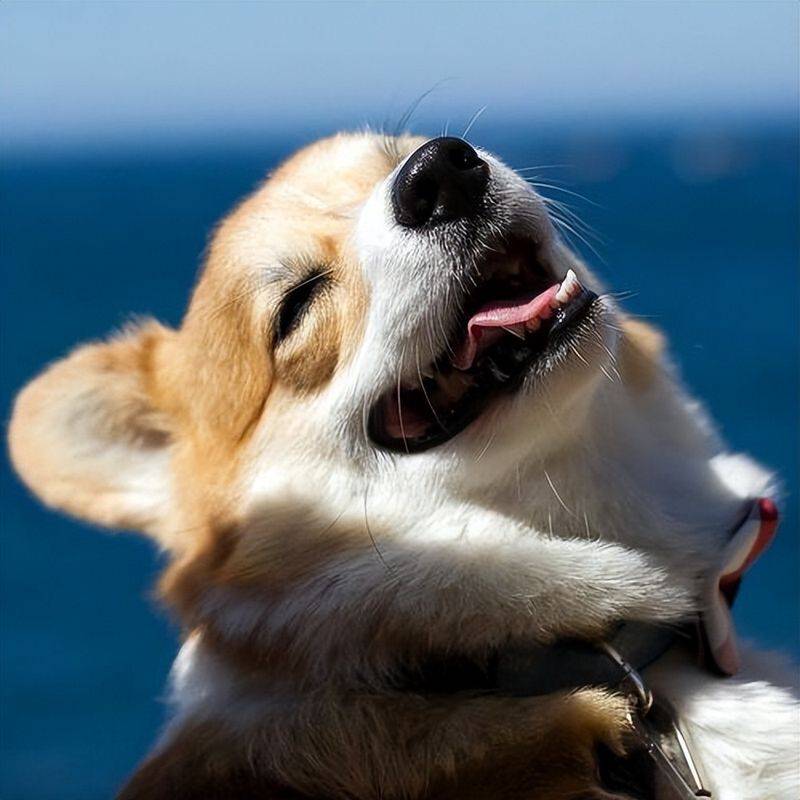 价格便宜又好的狗粮