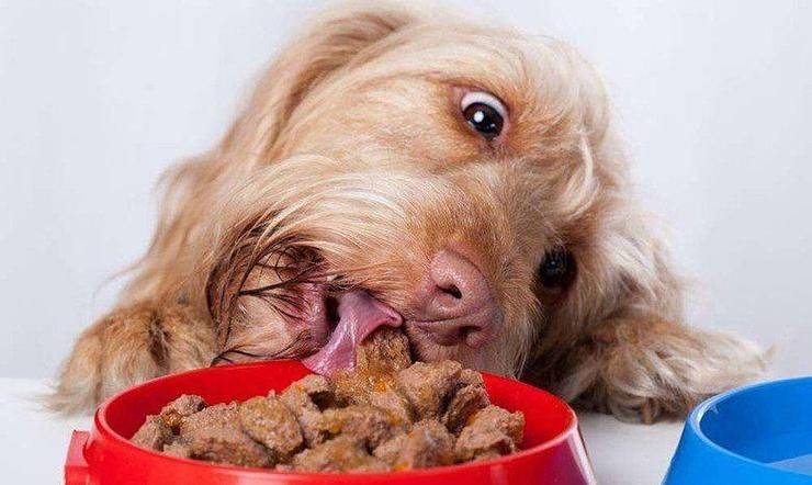 价格便宜又好的狗粮