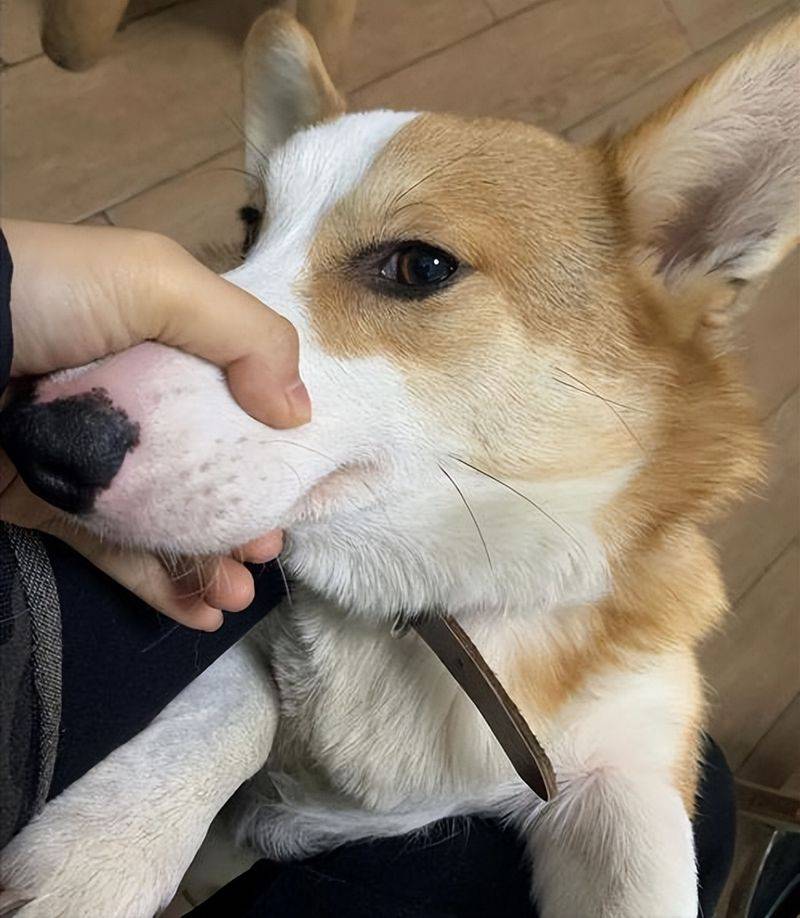 价格便宜又好的狗粮