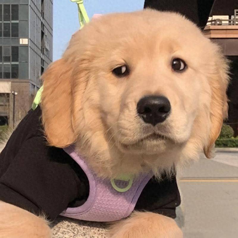 价格便宜又好的狗粮