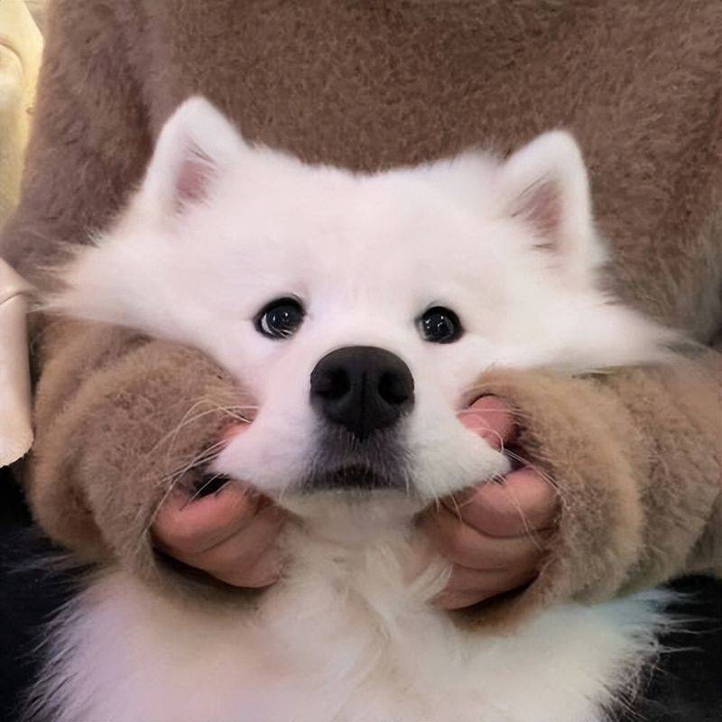 价格便宜又好的狗粮