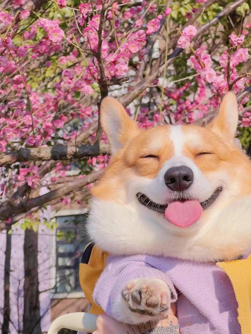 价格便宜又好的狗粮