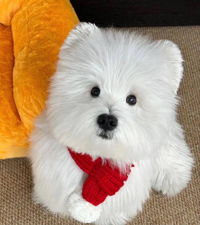 价格便宜又好的狗粮