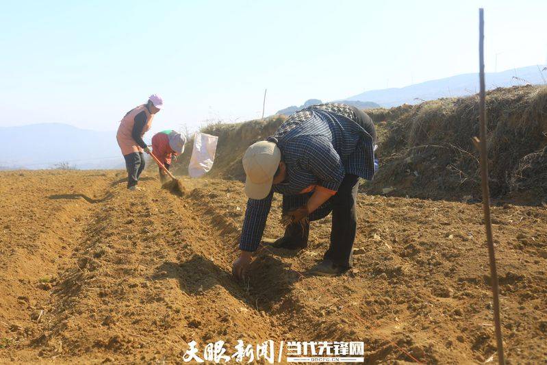 Turkish party participation in planting techniques