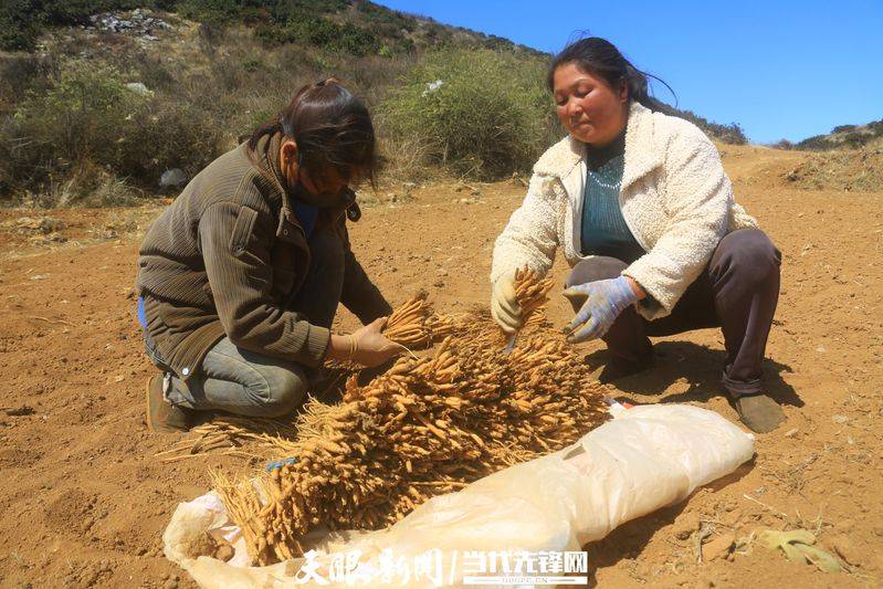Turkish party participation in planting techniques