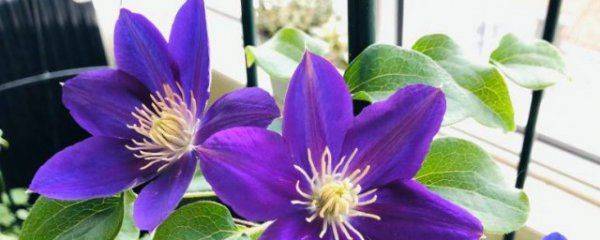 铁线莲种植方法