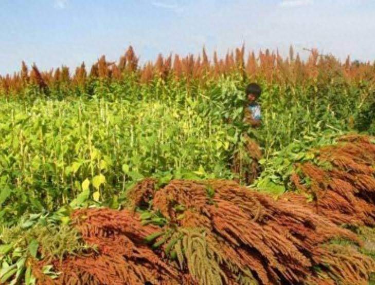 Russian feed seed farming techniques