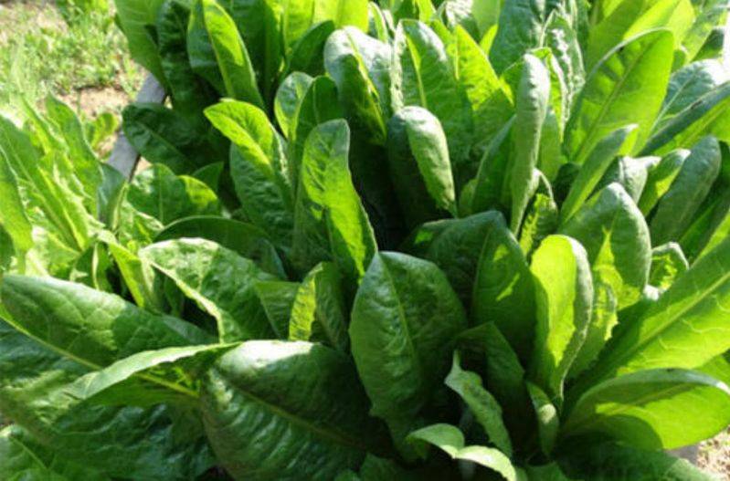 Russian feed seed farming techniques