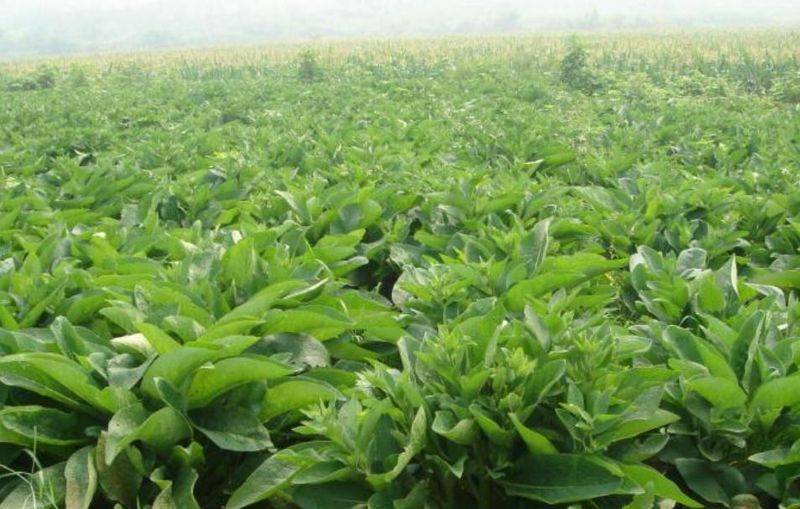 Russian feed seed farming techniques