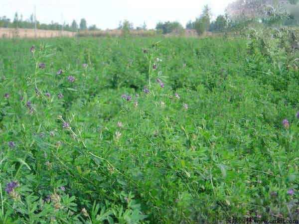 Russian feed seed farming techniques