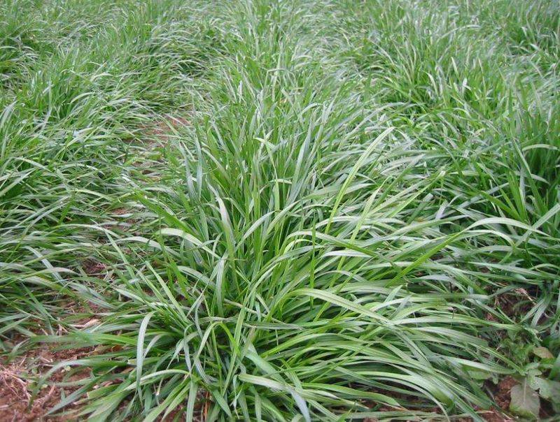 Russian feed seed farming techniques