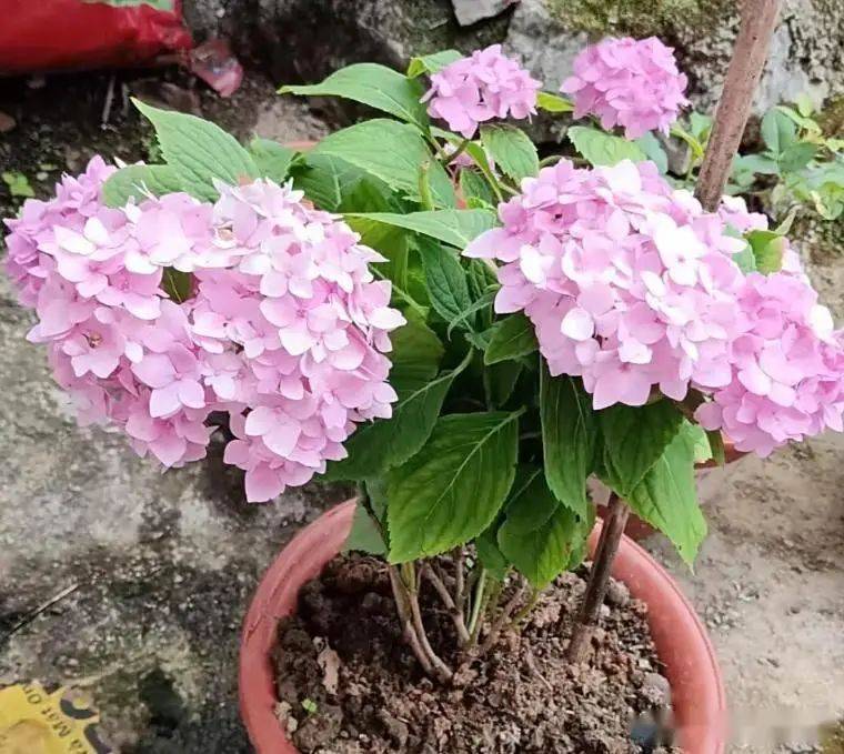 绣球无尽夏的种植方法