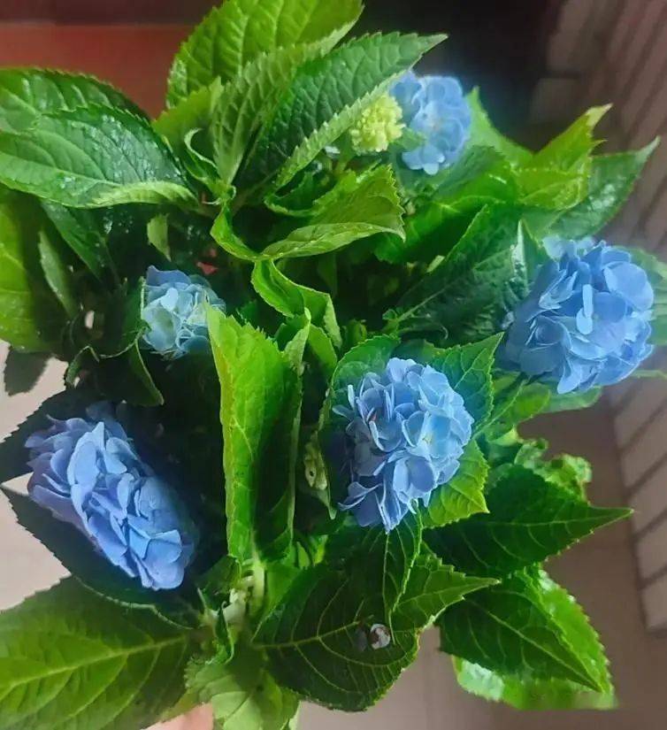 绣球无尽夏的种植方法