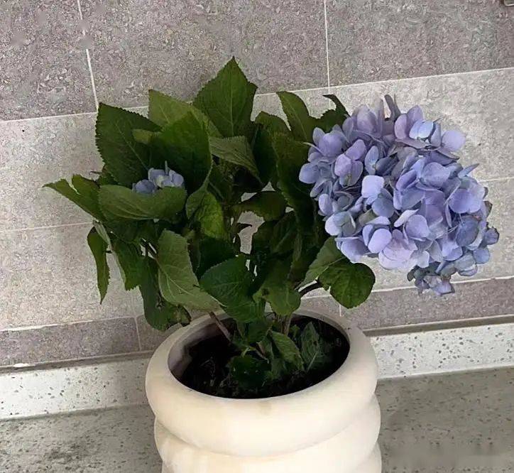 绣球无尽夏的种植方法