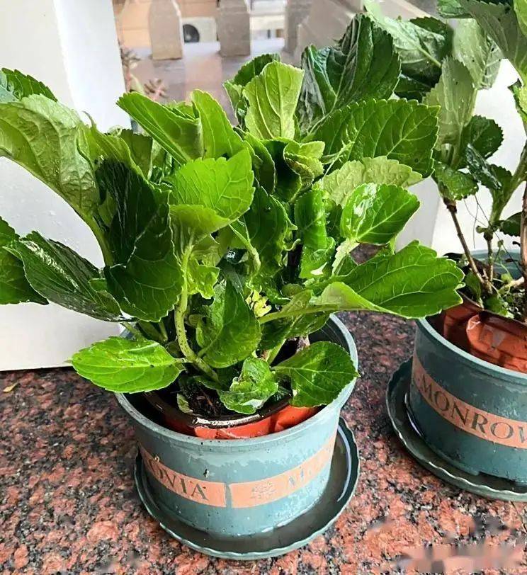 绣球无尽夏的种植方法